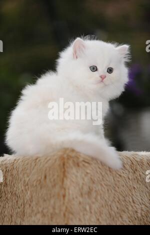 Highlander kitten Stock Photo