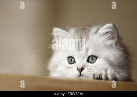 Highlander kitten Stock Photo