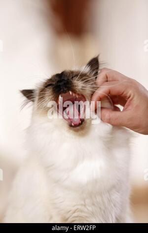 sacred Birman Portrait Stock Photo