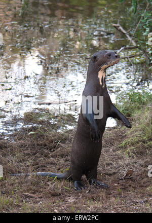 Giant Otter in Guyana Stock Photo