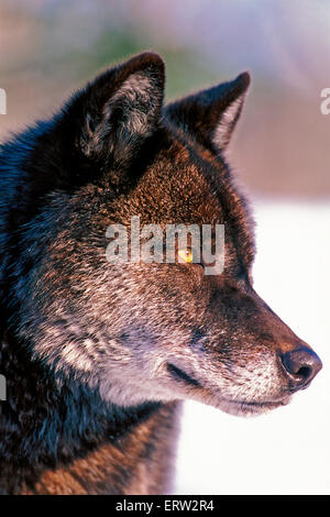 Black Timber Wolf standing on snow, portrait closeup
