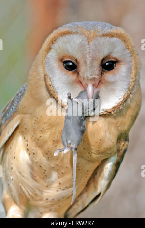 Barn Owl holding mouse in beak, portrait closeup