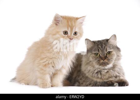 Highlander Stock Photo
