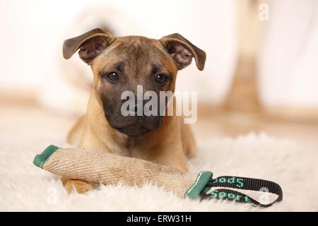 lying Staffordshire Bullterrier Stock Photo