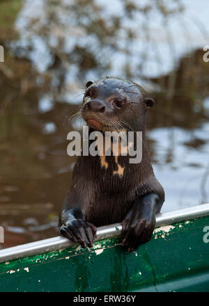 Giant Otter in Guyana Stock Photo