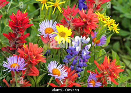 Closeup of wildflowers in a  meadow,Aster,Lupines,Giant Red Paintbrush Stock Photo