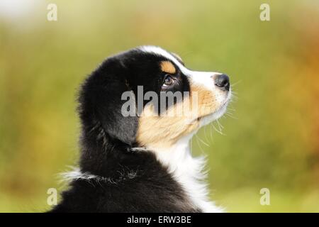 Australian Shepherd Puppy Stock Photo