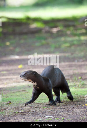 Giant otter in Guyana Stock Photo