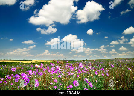 Summer landscape with the beautiful sky and fields Stock Photo