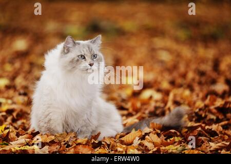 sitting Neva Masquarade Stock Photo