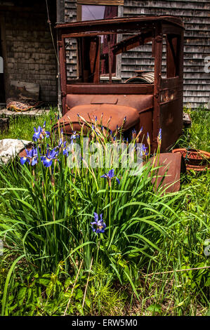 This old antique truck parked in this back yard has become part of a flower garden, with these purple Iris in its radiator. Stock Photo