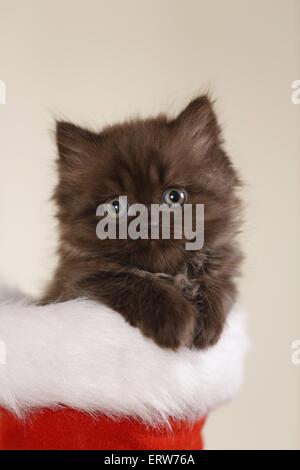 Highlander Kitten Stock Photo