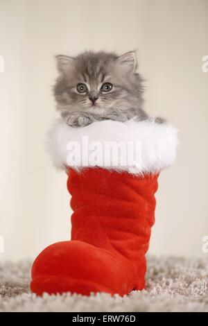 Highlander Kitten Stock Photo