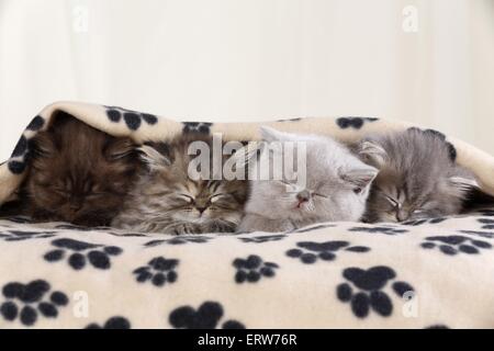 Highlander Kitten Stock Photo