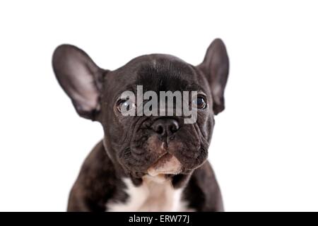 French Bulldog Portrait Stock Photo