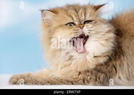 golden-shaded persian cat Stock Photo