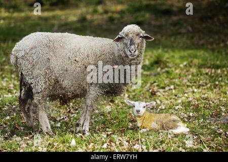 newborn lamb Stock Photo