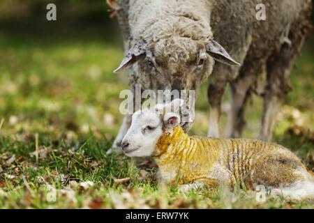 newborn lamb Stock Photo