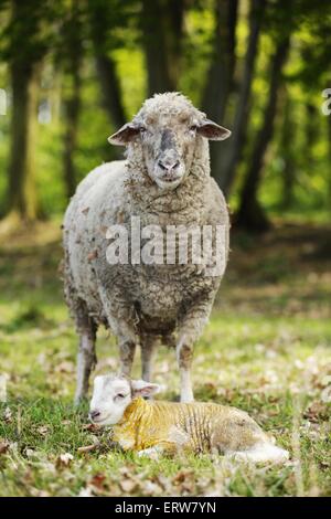 newborn lamb Stock Photo