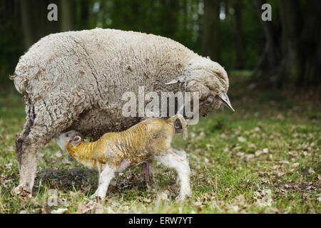 newborn lamb Stock Photo