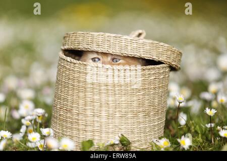 British Shortair Kitten on flower meadow Stock Photo