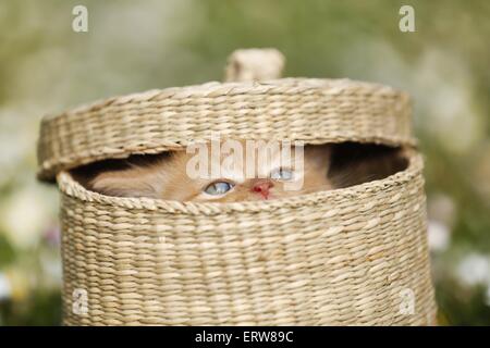 British Shortair Kitten on flower meadow Stock Photo