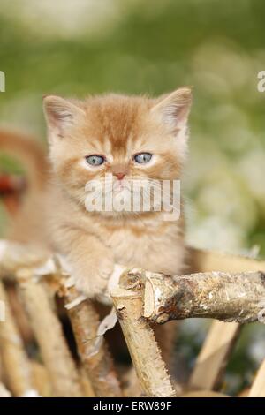 British Shortair Kitten on flower meadow Stock Photo