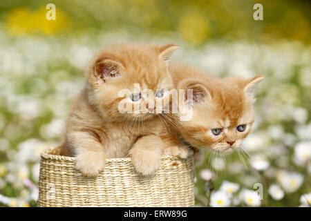 British Shortair Kitten on flower meadow Stock Photo