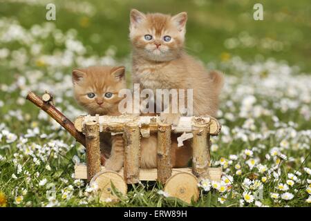 British Shortair Kitten on flower meadow Stock Photo