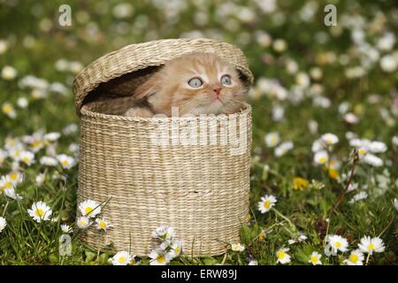 British Shortair Kitten on flower meadow Stock Photo