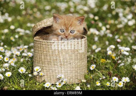 British Shortair Kitten on flower meadow Stock Photo