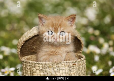 British Shortair Kitten on flower meadow Stock Photo