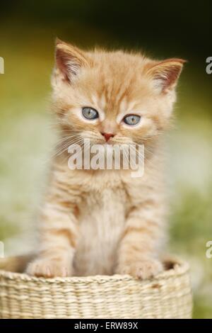 British Shortair Kitten on flower meadow Stock Photo