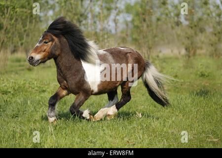 Running Shetland pony Stock Photo - Alamy