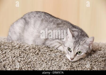 Egyptian-Mau-crossbreed Stock Photo