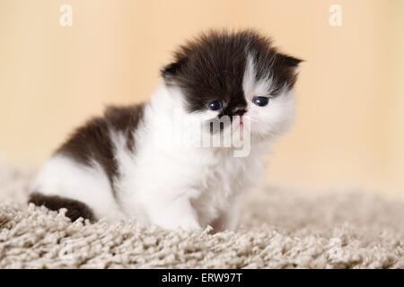 3 weeks old persian kitten Stock Photo