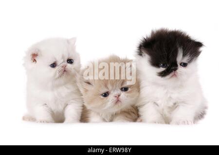 Exotic Shorthair and Persian Kitten Stock Photo