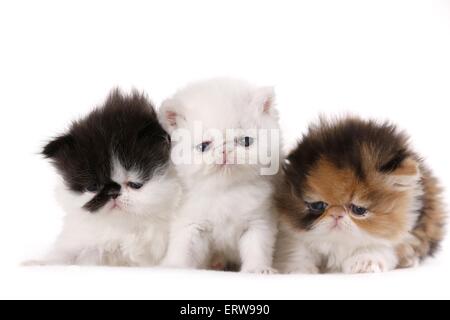 Exotic Shorthair and Persian Kitten Stock Photo