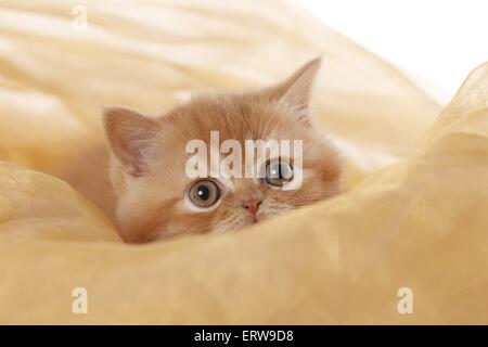 British Shorthait Kitten Stock Photo