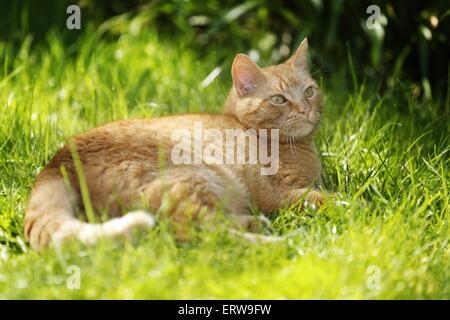 red-tabby cat Stock Photo