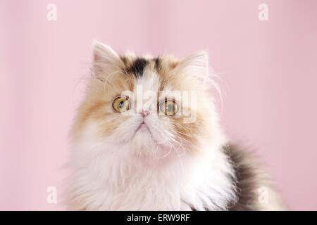 persian cat portrait Stock Photo