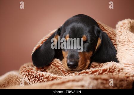shorthaired Dachshund Puppy Stock Photo