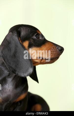 shorthaired Dachshund Puppy Stock Photo