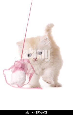 Persian Cat Kitten Stock Photo