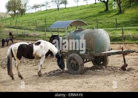 warmblood Stock Photo