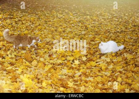 2 cats Stock Photo