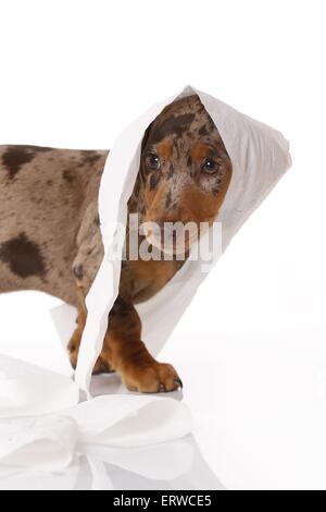 Dachshund Puppy Stock Photo