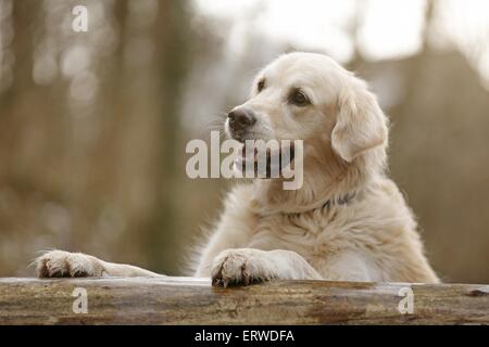 Golden Retriever Stock Photo