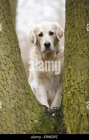 Golden Retriever Stock Photo