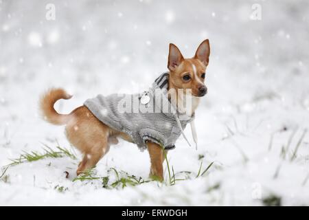 dog in driving snow Stock Photo